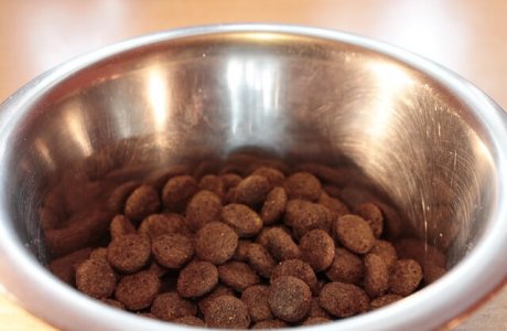 אורבן צ'ויס – האם זה אוכל מומלץ לכלב?